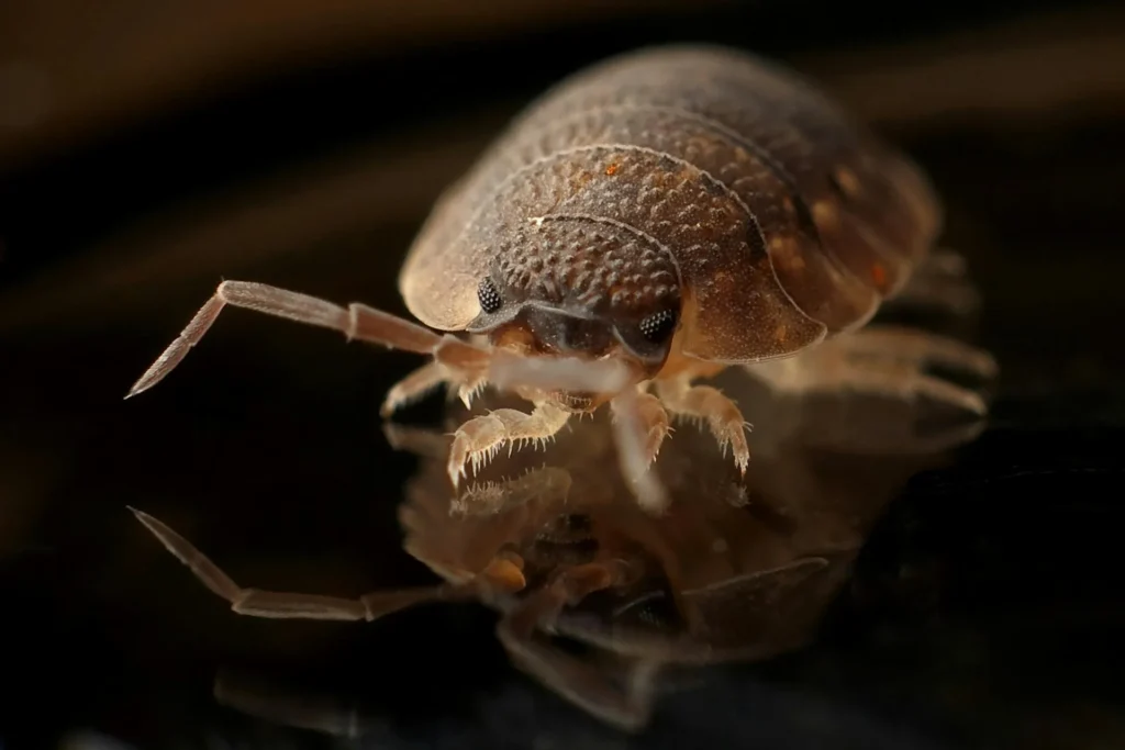 Bed-Bug-Treatment - Old Bridge Pest Control Pros | Old Bridge, NJ | 732-352-1535